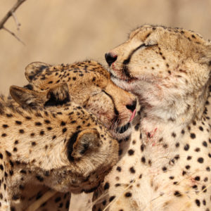 Cheetah 004