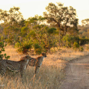 Cheetah 005
