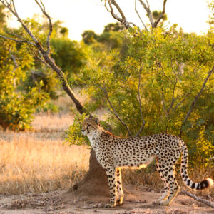 Cheetah 006