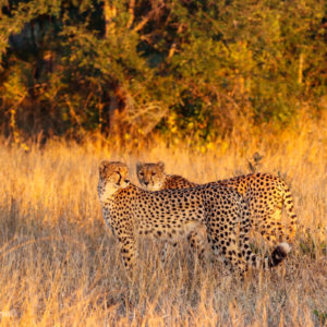 Cheetah 007