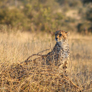 Cheetah 008