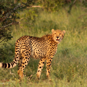 Cheetah 009