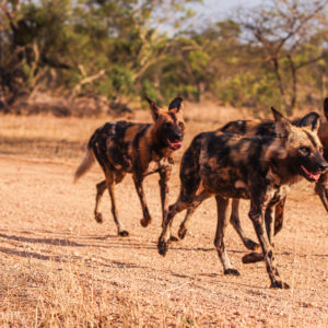 Painted Wolves 004