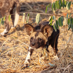 Painted Wolves 007