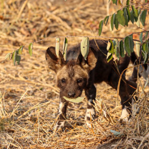Painted Wolves 008