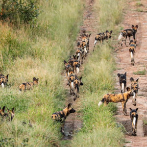 Painted Wolves 011