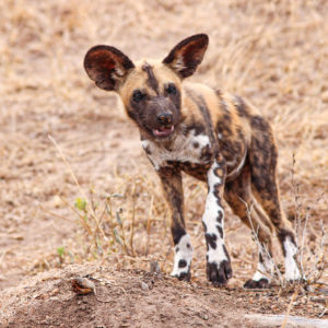 Painted Wolves 017