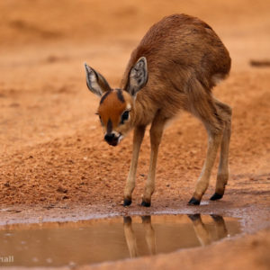 Steenbok 002