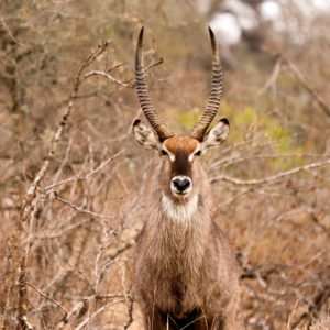 Waterbuck 001