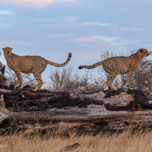Cheetah 001
