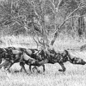 Painted Wolves 001