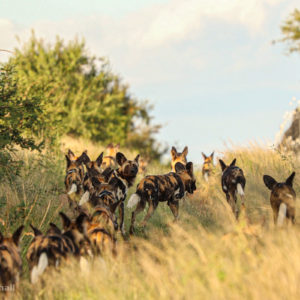 Painted Wolves 002