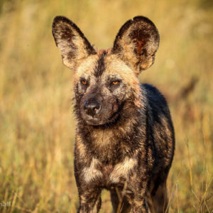 Painted Wolves 003