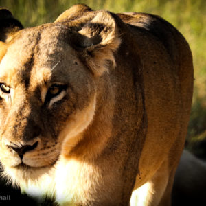 Lion 003