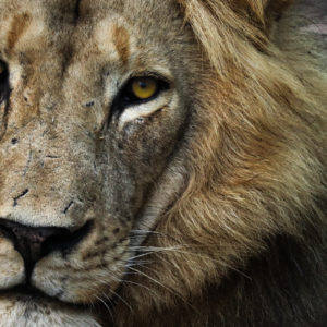Lion 004