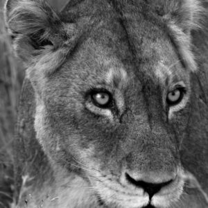 Lion 011