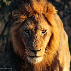 Lion 012