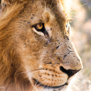 Lion 013