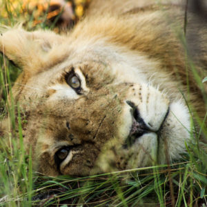 Lion 014