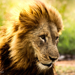 Lion 015