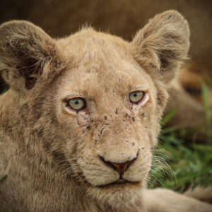 Lion 016