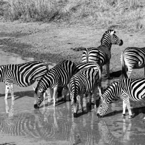 Zebra 001