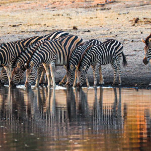 Zebra 002