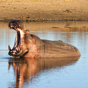 Hippo 001