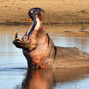Hippo 002
