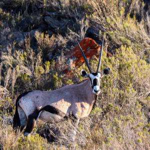 Oryx 001