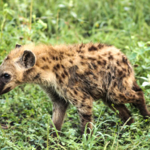 Hyena 002