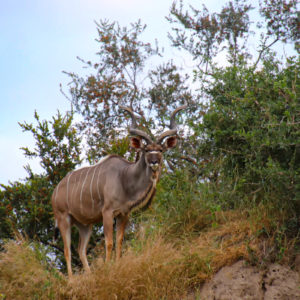 Kudu 001
