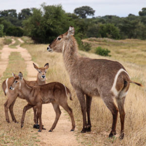 Waterbuck 001