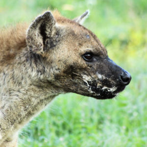 Hyena 004