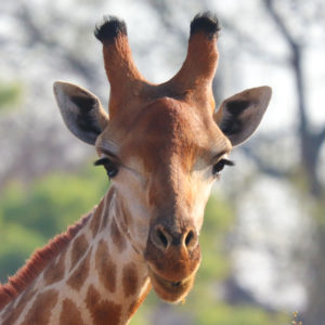 Giraffe 001