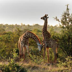 Giraffe 002