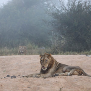 Lion 019