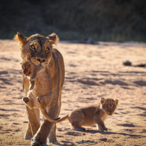 Lion 023