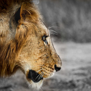 Lion 024
