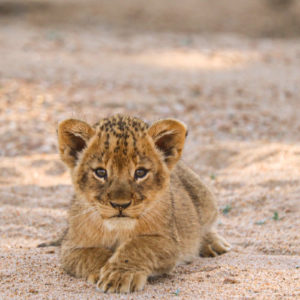 Lion 032