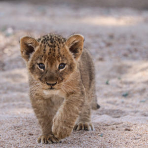 Lion 033