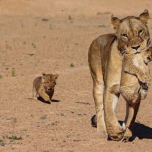 Lion 037