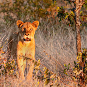 Lion 040