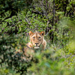 Lion 008