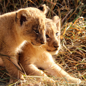 Lion 043