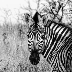 Zebra 004