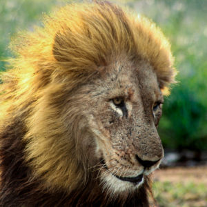 Lion 045