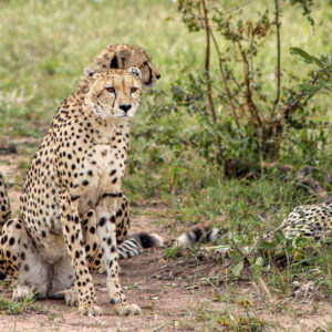Cheetah 010