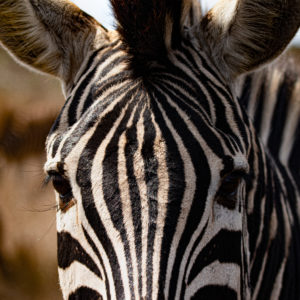 Zebra 006