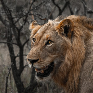Lion 050